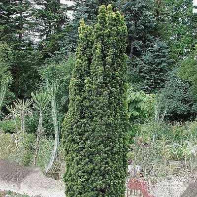 Тис ФАСТИГИАТА РОБУСТА  ягодный  в Курске