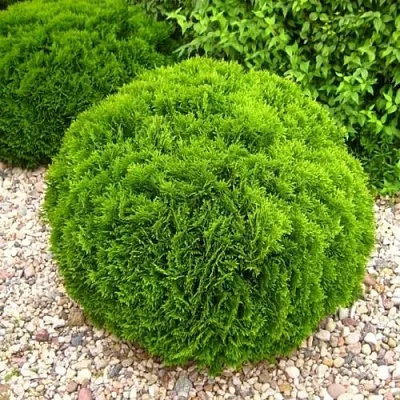 Туя ДАНИКА западная  Туя ДАНИКА западная в Курске