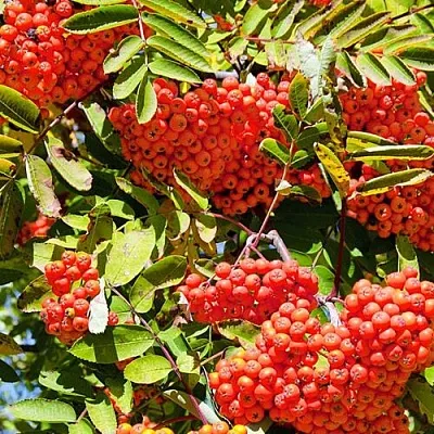 саженец рябины Сорбинка