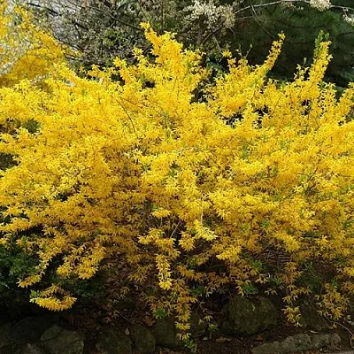 Форзиция ГОЛДЗАУБЕР средняя  Форзиция ГОЛДЗАУБЕР средняя в Курске