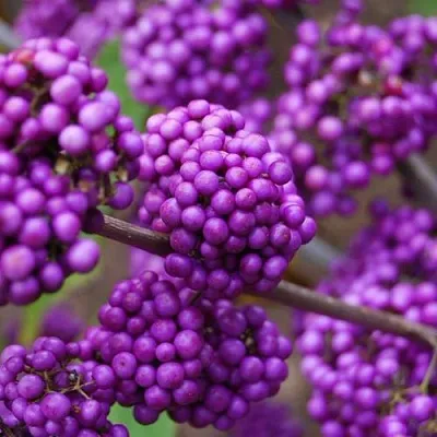 Красивоплодник  Красивоплодник в Курске