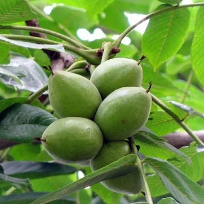 Орех маньчжурский МИЧУРИНЕЦ  Орех маньчжурский МИЧУРИНЕЦ в Курске