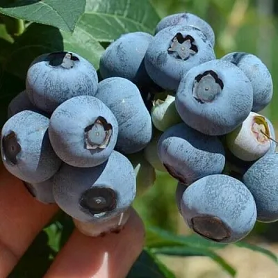 Голубика НЕЛЬСОН в Курске