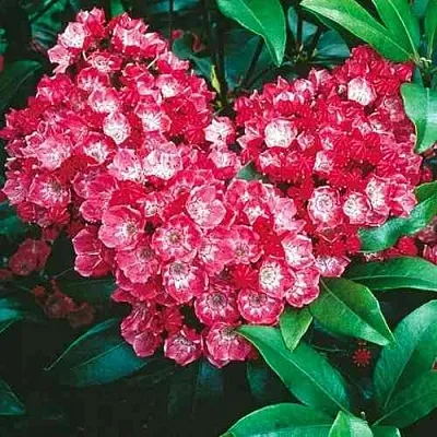 Кальмия КАРДИНАЛ  Кальмия КАРДИНАЛ в Курске