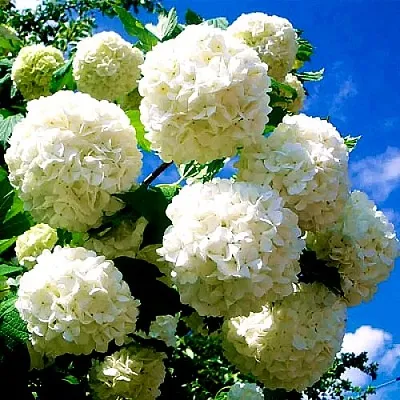 Калина БУЛЬДЕНЕЖ  Калина БУЛЬДЕНЕЖ в Курске