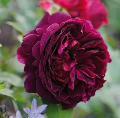 Саженцы роз МАНСТЕД ВУД английская  Саженцы роз МАНСТЕД ВУД английская в Курске