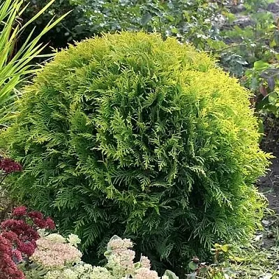 Туя ЕЛЛОУ ГЛОБ западная  Туя ЕЛЛОУ ГЛОБ западная в Курске