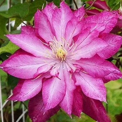 Клематис КАЕН  Клематис КАЕН в Курске