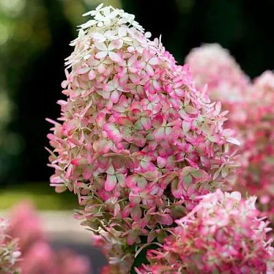 Гортензия РОЯЛ ФЛОВЕР метельчатая  Гортензия РОЯЛ ФЛОВЕР метельчатая в Курске