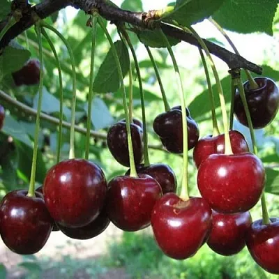 Вишня БЫСТРИНКА  Вишня БЫСТРИНКА в Курске