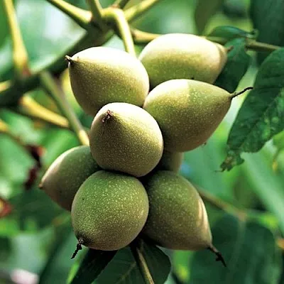 Орех МАНЬЧЖУРСКИЙ  Орех МАНЬЧЖУРСКИЙ в Курске