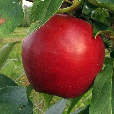 Яблоня РЕДФРИ  Яблоня РЕДФРИ в Курске