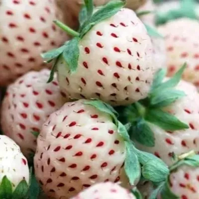 Клубника АНАНАСА ремонтантная в Курске