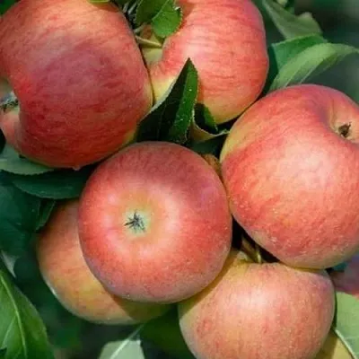 Яблоня ТОПАЗ  Яблоня ТОПАЗ в Курске