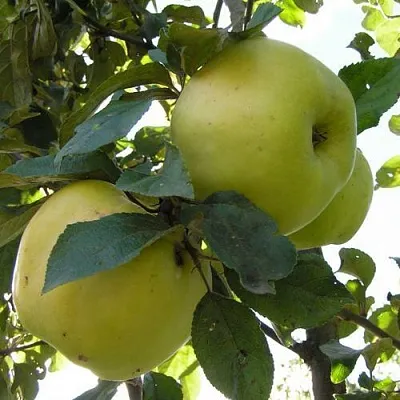 Яблоня АНТОНОВКА ОБЫКНОВЕННАЯ  Яблоня Антоновка Обыкновенная в Курске