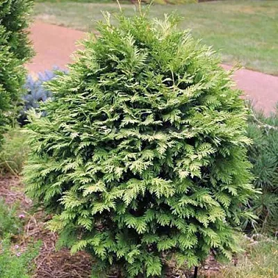 Туя ВАРЕАНА ЛЮТЕСЦЕНС западная  Туя ВАРЕАНА ЛЮТЕСЦЕНС западная в Курске