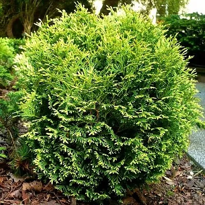 Туя ВОТЕРФИЛД западная  Туя ВОТЕРФИЛД западная в Курске