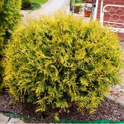 Туя КОЛЛЕРС ГОЛД складчатая  Туя КОЛЛЕРС ГОЛД складчатая в Курске