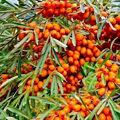 Облепиха ДЖЕМОВАЯ  Облепиха ДЖЕМОВАЯ в Курске