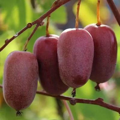 Актинидия ПУРПУРНО САДОВАЯ  аргута в Курске