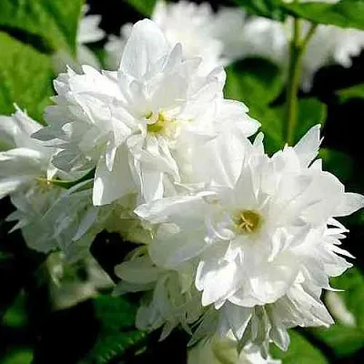 Жасмин ДАМ БЛАНШ  Жасмин ДАМ БЛАНШ в Курске