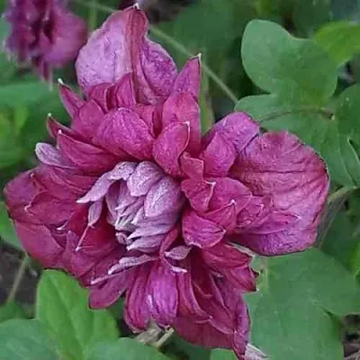 Клематис ПУРПУРЕА ПЛЕНА ЭЛЕГАНС  Клематис ПУРПУРЕА ПЛЕНА ЭЛЕГАНС в Курске