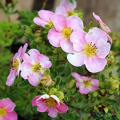 Лапчатка НЬЮ ДАУН кустарниковая  Лапчатка НЬЮ ДАУН кустарниковая в Курске