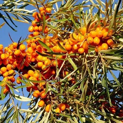 Облепиха ДАР МГУ  Облепиха ДАР МГУ в Курске