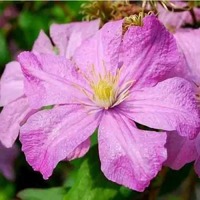 Клематис КОМТЕСС ДЕ БУШО  Клематис КОМТЕСС ДЕ БУШО в Курске