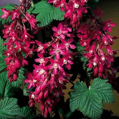 Смородина кроваво-красная  Смородина кроваво-красная в Курске