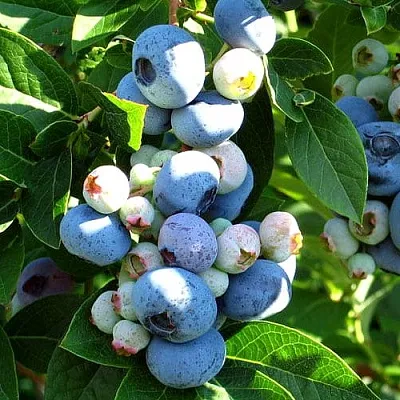 Голубика ВЕЙМУТ в Курске