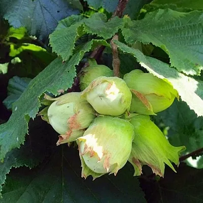 Фундук ТАМБОВСКИЙ РАННИЙ  Фундук ТАМБОВСКИЙ РАННИЙ в Курске