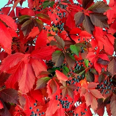 Девичий виноград  Девичий виноград в Курске