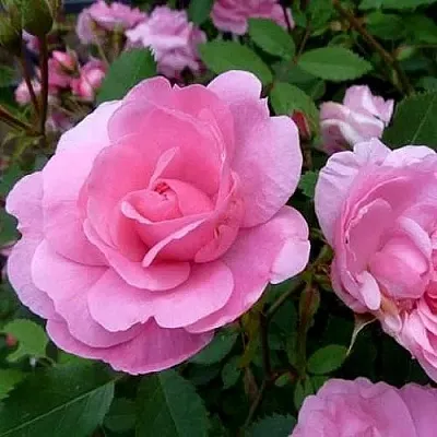 Саженцы роз ДЖОН ДЭВИС плетистая  Саженцы роз ДЖОН ДЭВИС плетистая в Курске