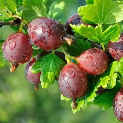 Крыжовник СЕРЕНАДА  Крыжовник СЕРЕНАДА в Курске