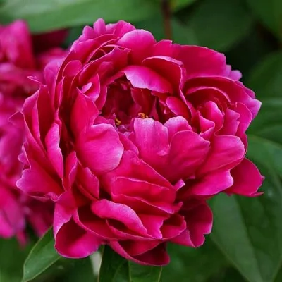 Пион ЛУИ ВАН-ГУТТ травянистый  Пион ЛУИ ВАН-ГУТТ травянистый в Курске