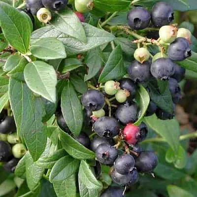 Голубика ПУТТЕ  Голубика ПУТТЕ в Курске