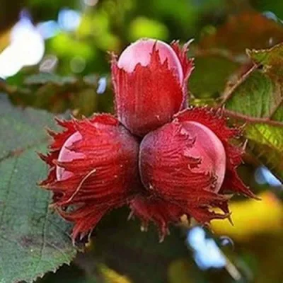 Фундук КРАСНЫЙ ЯНТАРЬ в Курске