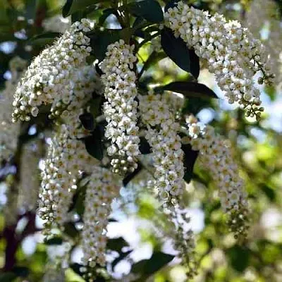 Черемуха виргинская ШУБЕРТ в Курске