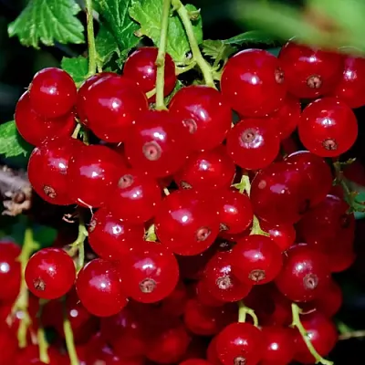 Смородина красная СЕРПАНТИН  Смородина красная СЕРПАНТИН в Курске