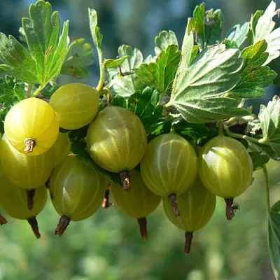 Крыжовник ЮБИЛЕЙНЫЙ  Крыжовник ЮБИЛЕЙНЫЙ в Курске