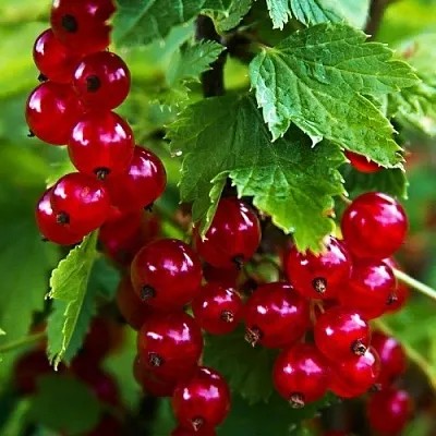 Смородина красная РОЛАН  Смородина красная РОЛАН в Курске