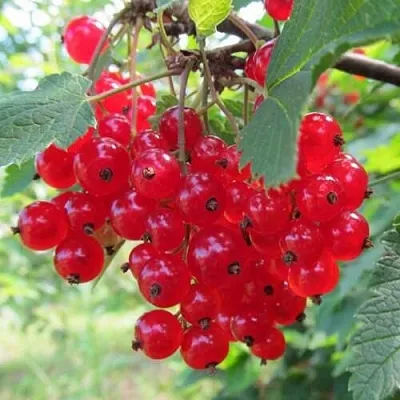 Смородина красная КРАСНАЯ АНДРЕЙЧЕНКО  Смородина красная КРАСНАЯ АНДРЕЙЧЕНКО в Курске