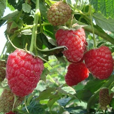 Малина КОЛОКОЛЬЧИК  Малина КОЛОКОЛЬЧИК в Курске