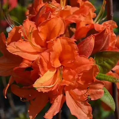 Азалия МАНДАРИН ЛАЙТС листопадная  Азалия МАНДАРИН ЛАЙТС листопадная в Курске