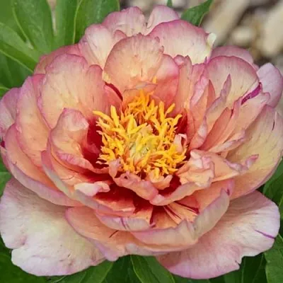 Пион КЭЛЛИС МЕМОРИ ито-гибрид  Пион КЭЛЛИС МЕМОРИ ито-гибрид в Курске