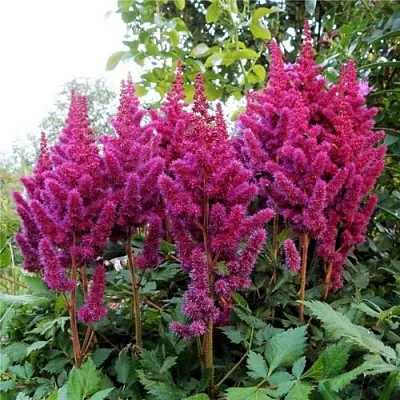 Астильба ВИЖНС китайская  Астильба ВИЖНС китайская в Курске