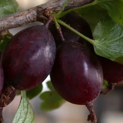 Крыжовник ЧЕЛЯБИНСКИЙ СЛАБОШИПОВАТЫЙ  Крыжовник ЧЕЛЯБИНСКИЙ СЛАБОШИПОВАТЫЙ в Курске