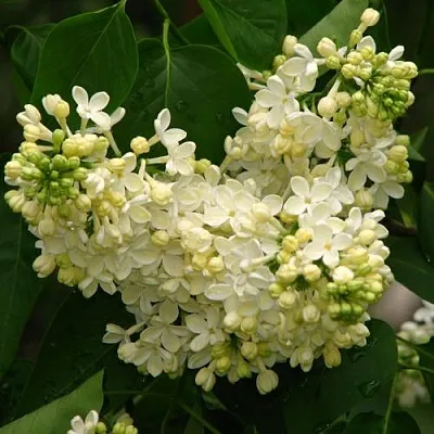 Сирень ПРИМРОУЗ  Сирень ПРИМРОУЗ в Курске