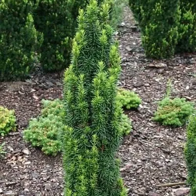 Тис ВОЙТЕК средний  в Курске